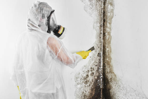 Best Crawl Space Mold Removal  in Lowell, AR