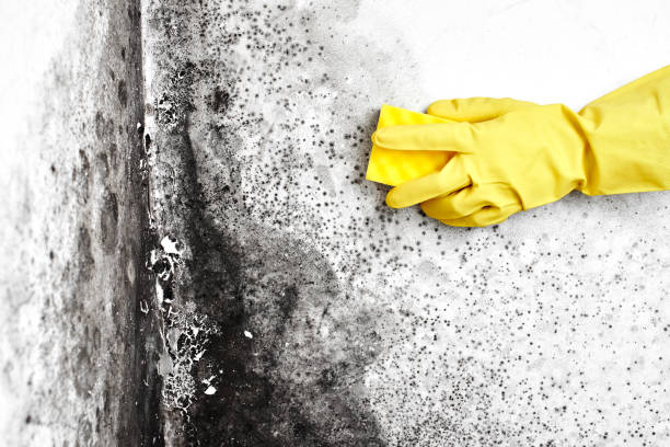 Best Toxic Mold Removal  in Lowell, AR