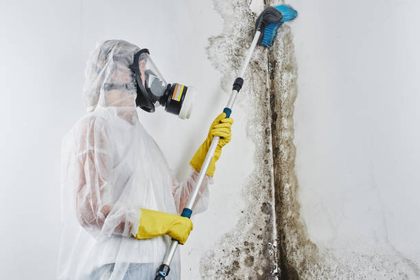 Certified Mold Removal in Lowell, AR