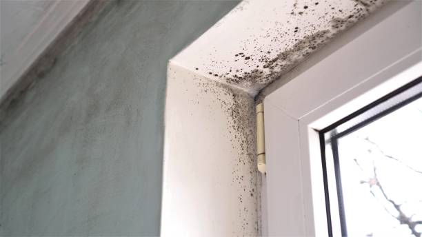 Best Home Mold Removal  in Lowell, AR