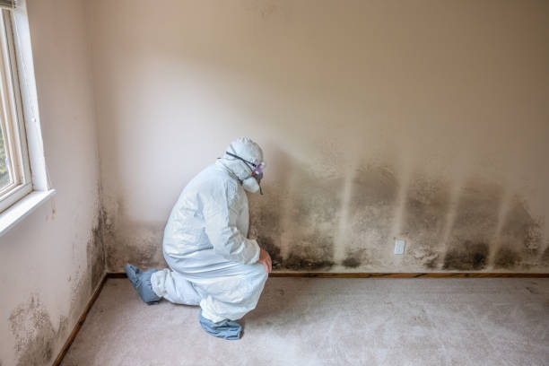 Best Office Mold Removal Services  in Lowell, AR