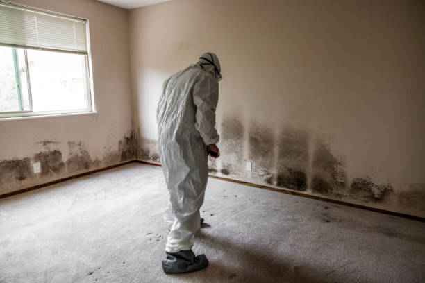 Crawl Space Mold Removal in Lowell, AR