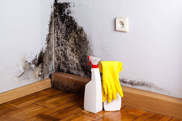 Best Professional Mold Removal  in Lowell, AR