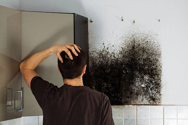 Best Mold Damage Repair  in Lowell, AR