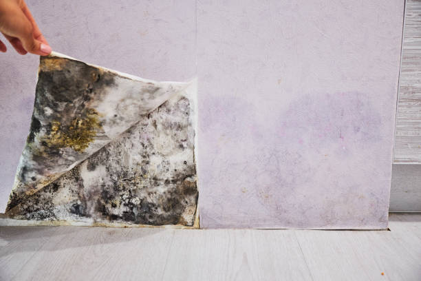 Best Fast Mold Removal  in Lowell, AR